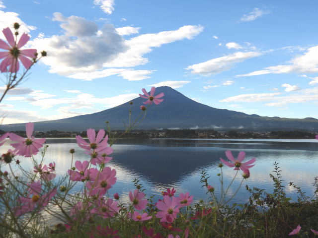 コスモスに富士山