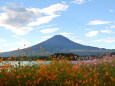 キバナコスモス&富士山