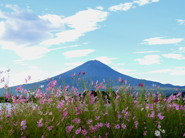 コスモスと富士山