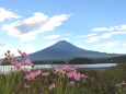 秋桜と富士山