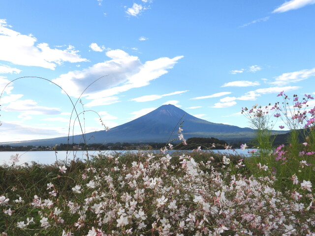 ガウラに富士山