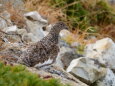 白馬岳のチビ雷鳥