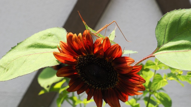 くりはま花の国の向日葵とバッタ