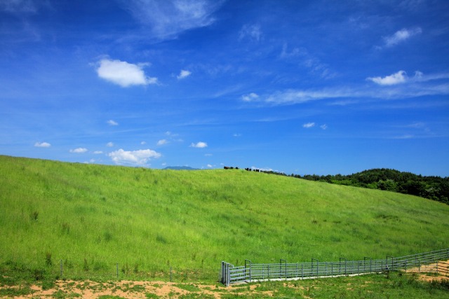 夏の牧場