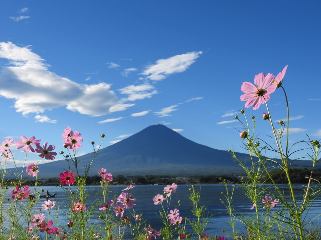 可憐な花コスモス