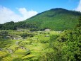 初秋の丸山千枚田