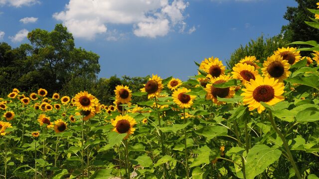 長居植物園の向日葵