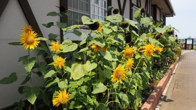 くりはま花の国の向日葵