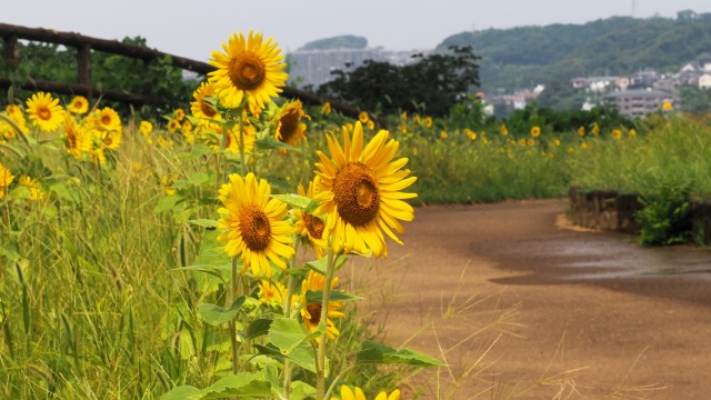 くりはま花の国の向日葵