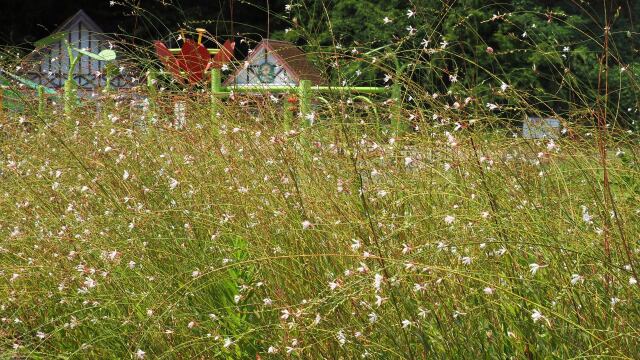 くりはま花の国のガウラ