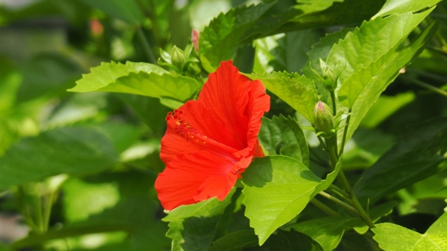 くりはま花の国のハイビスカス