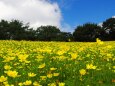 昭和記念公園の秋桜