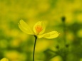 昭和記念公園の秋桜