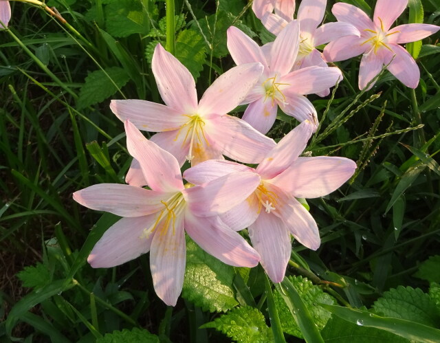 露の朝に咲いている花