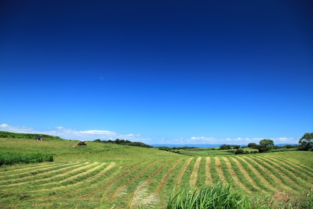 夏の牧場