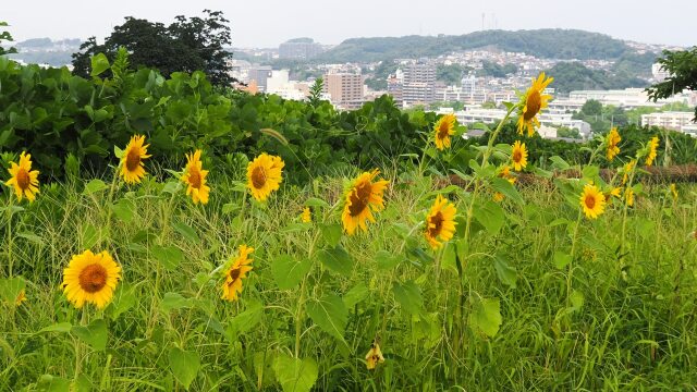 夏のくりはま花の国