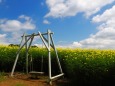 夏の昭和記念公園