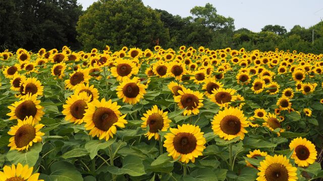 長居植物園の向日葵