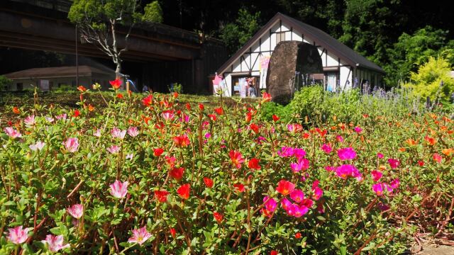 秋のくりはま花の国