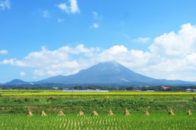 稲刈り進む 大山山麓