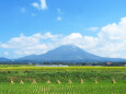 稲刈り進む 大山山麓