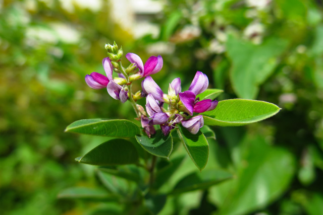 萩の花