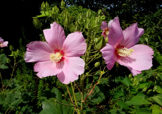 山村にひっそり咲いている芙蓉