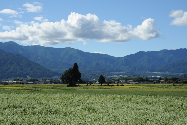 雲山蕎麦を眺めて