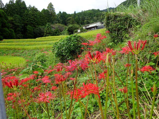 彼岸花が咲いている棚田