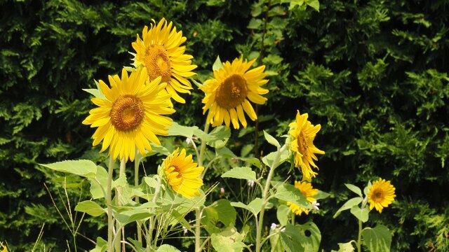 くりはま花の国の向日葵