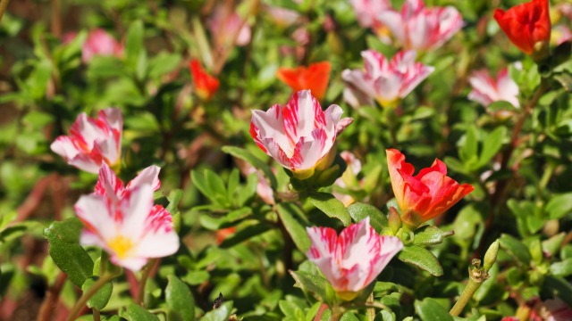 くりはま花の国のポーチュラカ