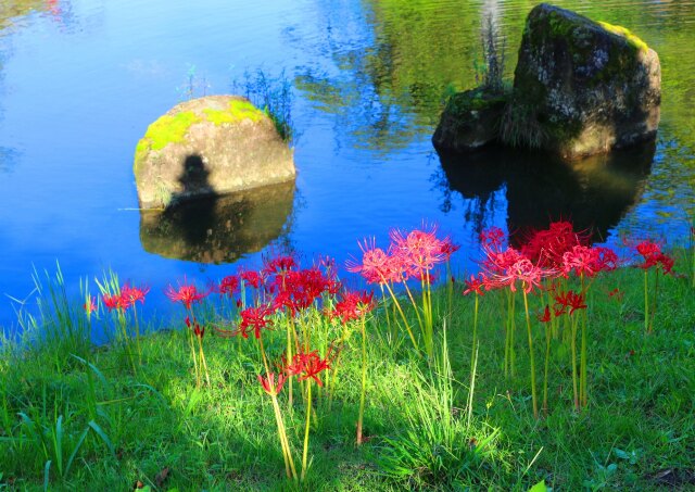 富山城の彼岸花