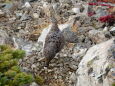 白馬岳のママ雷鳥3