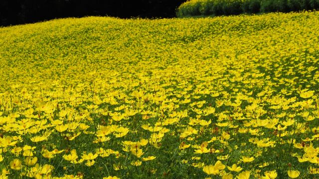 昭和記念公園の秋桜