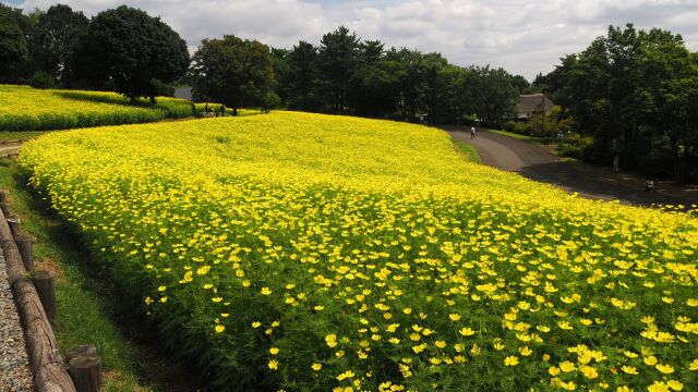 昭和記念公園の秋桜