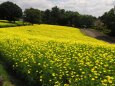 昭和記念公園の秋桜