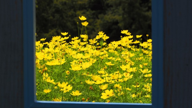 昭和記念公園の秋桜とドア