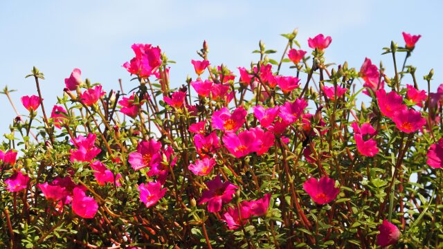 くりはま花の国のポーチュラカ