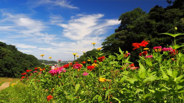 くりはま花の国のジニア