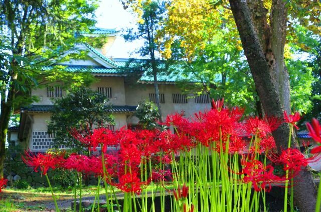 富山城の彼岸花