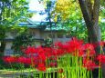 富山城の彼岸花