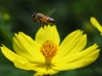 昭和記念公園の秋桜と蜂