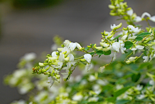 萩の花