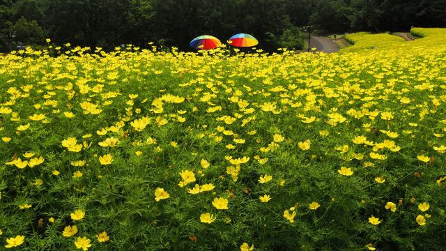 昭和記念公園の秋桜