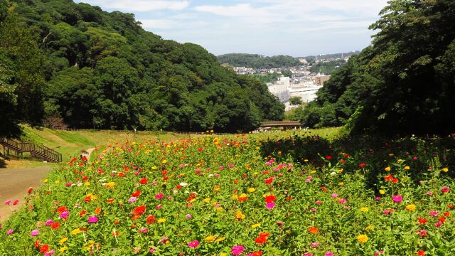 秋のくりはま花の国