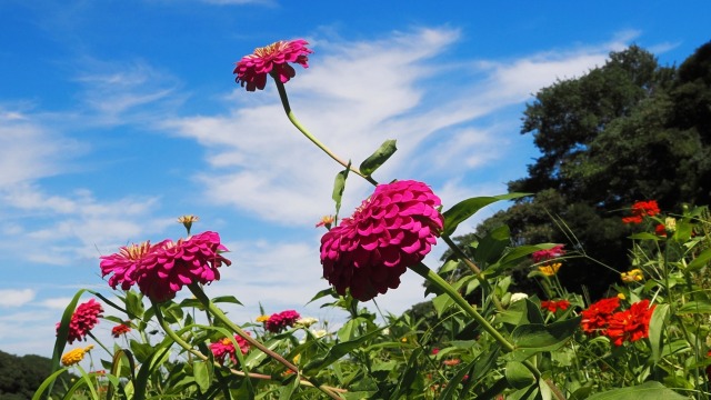 くりはま花の国のジニア