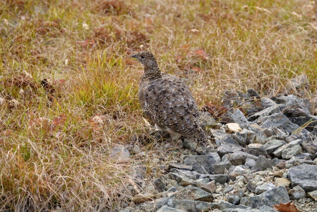 白馬岳のママ雷鳥6