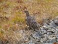 白馬岳のママ雷鳥6