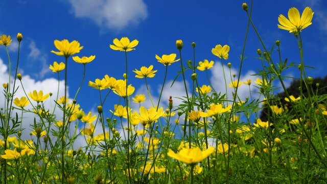 昭和記念公園の秋桜