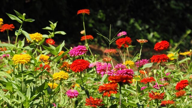 くりはま花の国のジニア